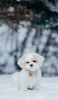 📱雪の中の子犬 iPhone 13 mini 壁紙・待ち受け