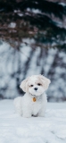 📱雪の中の子犬 iPhone 12 mini 壁紙・待ち受け