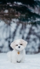 📱雪の中の子犬 iPhone 12 壁紙・待ち受け
