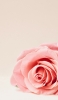 📱淡いピンクの薔薇 iPhone 13 mini 壁紙・待ち受け