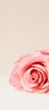📱淡いピンクの薔薇 Redmi Note 10 Pro 壁紙・待ち受け