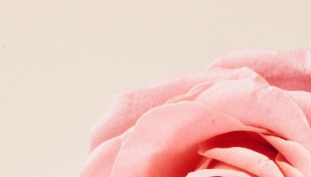 📱淡いピンクの薔薇 Redmi Note 10 Pro 壁紙・待ち受け