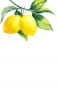 📱水彩のレモン iPhone 6s 壁紙・待ち受け