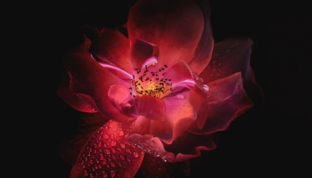 📱水滴のついた濃淡のある赤い花 Xiaomi 11T Pro 壁紙・待ち受け