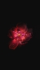 📱水滴のついた濃淡のある赤い花 Google Pixel 6 壁紙・待ち受け