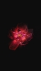 📱水滴のついた濃淡のある赤い花 Google Pixel 4a 壁紙・待ち受け