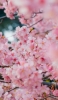 📱可愛いピンクの桜 Galaxy A30 Android 壁紙・待ち受け