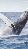 📱綺麗なジャンプする鯨の写真 Galaxy A30 Android 壁紙・待ち受け