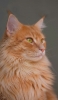📱茶色の毛並みの凛々しい猫 Redmi Note 9T 壁紙・待ち受け