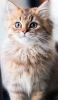 📱きょとんとした表情の猫 Redmi Note 9T 壁紙・待ち受け
