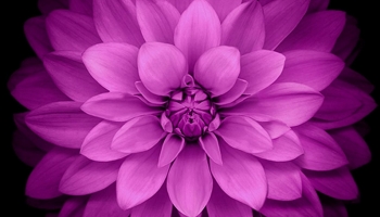 📱綺麗なピンクの花 正面 ZenFone Max Pro (M2) 壁紙・待ち受け