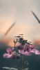 📱小さいピンクの花 Xperia 5 II 壁紙・待ち受け
