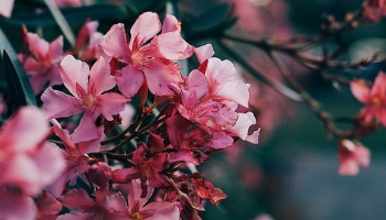 📱可愛いピンクの花 Xperia 10 II 壁紙・待ち受け