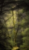 📱緑の森 幻想的 Xperia 8 Lite 壁紙・待ち受け