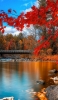 📱綺麗な紅葉 冷たい湖 木の桟橋 HUAWEI P20 lite 壁紙・待ち受け