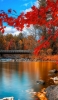 📱綺麗な紅葉 冷たい湖 木の桟橋 arrows We 壁紙・待ち受け