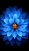 📱綺麗な青い花 正面 ZenFone 7 Pro 壁紙・待ち受け