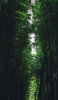 📱綺麗な竹林の森 Xperia 5 壁紙・待ち受け
