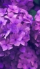 📱綺麗な紫の紫陽花 AQUOS sense5G 壁紙・待ち受け