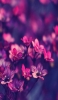 📱綺麗で可愛いピンクの花 AQUOS R2 compact 壁紙・待ち受け