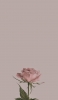 📱綺麗なピンクの薔薇 Xperia 10 II 壁紙・待ち受け