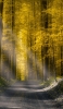 📱金色の森と山道 Galaxy S21 5G 壁紙・待ち受け