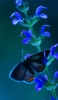 📱紫の花と黒い蝶 OPPO R15 Pro 壁紙・待ち受け