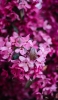 📱可愛いピンクの小さい花 Xperia 5 II 壁紙・待ち受け