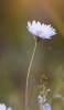 📱可愛い白い花 ZenFone 7 Pro 壁紙・待ち受け