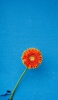 📱青の壁から生えるオレンジの花 Xperia 8 Lite 壁紙・待ち受け