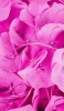 📱画面いっぱいのピンクの花 Xperia 10 II 壁紙・待ち受け