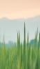 📱オレンジの空と緑の雑草 Redmi Note 9S 壁紙・待ち受け