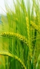 📱綺麗な緑の麦畑 ZenFone Max Pro (M2) 壁紙・待ち受け