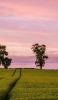 📱綺麗なピンクのグラデーションの空 緑の田園風景 AQUOS sense5G 壁紙・待ち受け