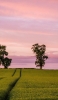 📱綺麗なピンクのグラデーションの空 緑の田園風景 Rakuten Hand 5G 壁紙・待ち受け