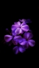 📱綺麗な紫のグラデーションの花 iPhone 13 mini 壁紙・待ち受け