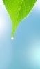 📱水滴がついた綺麗な緑の葉 Mi 11 Lite 5G 壁紙・待ち受け