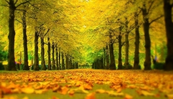 📱綺麗な緑と黄色の街路樹 落ち葉 Rakuten Hand 壁紙・待ち受け