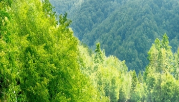📱綺麗な森と緑の川と青空 AQUOS wish 壁紙・待ち受け