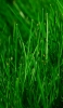 📱綺麗な緑の雑草 OPPO R15 Pro 壁紙・待ち受け