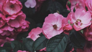 📱綺麗なピンクの花と濃い緑の葉 Xperia 8 Lite 壁紙・待ち受け