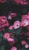 📱綺麗なピンクの花と濃い緑の葉 Xperia 8 壁紙・待ち受け