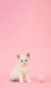 📱白い猫とピンクの毛糸 iPhone 12 mini 壁紙・待ち受け