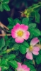 📱可愛いピンク・白の花 Xperia 5 II 壁紙・待ち受け