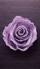 📱木の板の上の紫の薔薇 OPPO A5 2020 壁紙・待ち受け