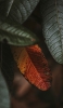 📱枯れた葉 オレンジ 緑 Xperia 8 Lite 壁紙・待ち受け