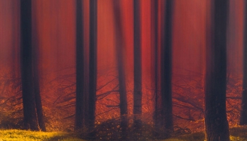 📱赤い森と苔生した土地 Galaxy S21 5G 壁紙・待ち受け