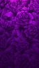 📱紫のグラデーションの薔薇 AQUOS sense5G 壁紙・待ち受け