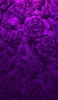 📱紫のグラデーションの薔薇 Rakuten Hand 壁紙・待ち受け