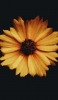 📱花びらの多い黄色の花 ZenFone 7 Pro 壁紙・待ち受け